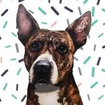 Dogs Eating Cake