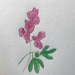 Sweet Pea Sassafrass